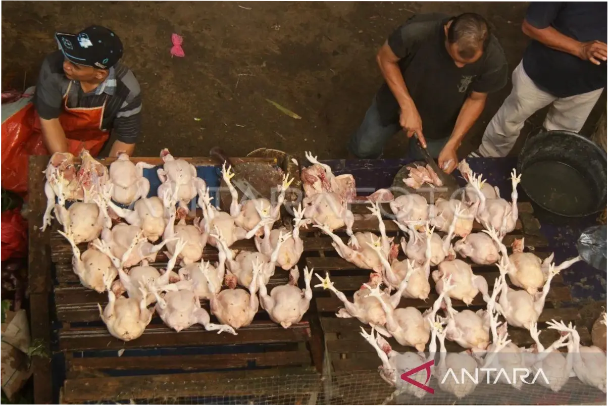 Daging Ayam: Antara Deflasi, Kenaikan Harga, dan Peluang Bisnis